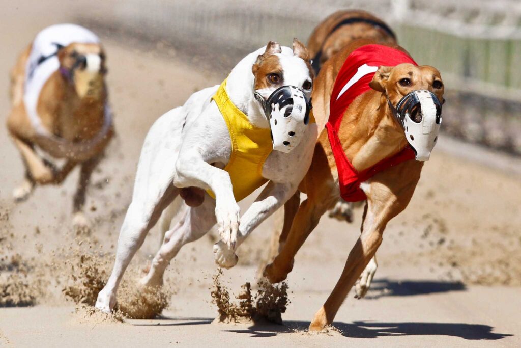 Hipercasino Köpek Yarışları Kazanma Taktikleri Nedir?