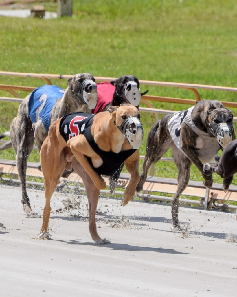Hipercasino Köpek Yarışları Tutturma Taktikleri